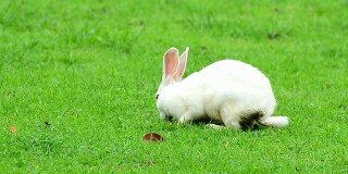 草地上的兔子