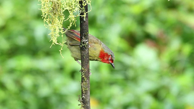 鸟(红着脸Liocichla)