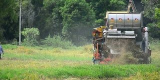 拖拉机收割水稻