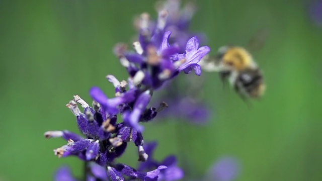 慢镜头:飞翔的蜜蜂