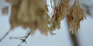 枫树枝头下着雪