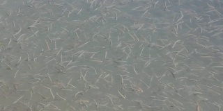水中小鱼群:延时速度。