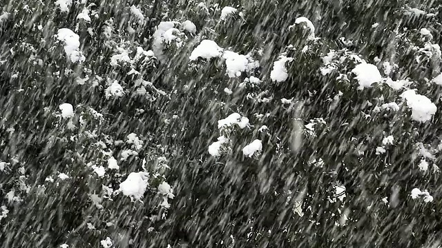 高清:雪花飘落的冬季场景(视频)