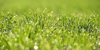 高清超慢动作:露水在绿草上闪闪发光