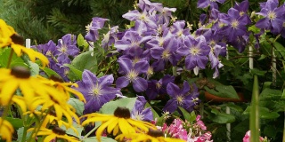 HD DOLLY:色彩缤纷的温带花朵