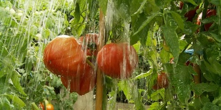 高清慢动作:大雨落在西红柿上