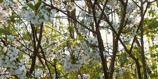 HD STEADY:太阳背光的樱桃树开花