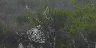 Dew-Covered蜘蛛网