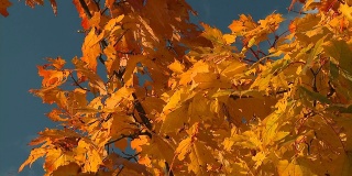 高清:秋天的颜色