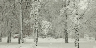 在暴风雪中驾驶雪在冬天覆盖树木