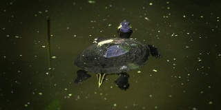 游泳的乌龟
