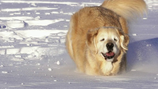 漂亮的狗在雪地里跳跃