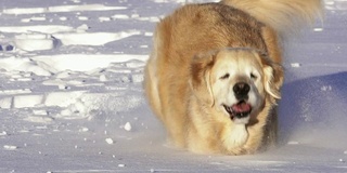 漂亮的狗在雪地里跳跃