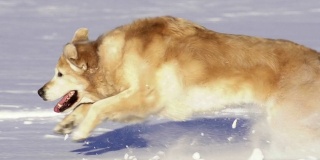 冬天，狗在雪地里奔跑和玩耍