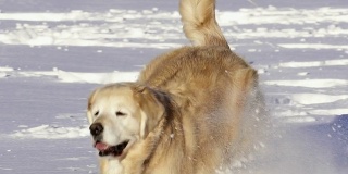 美丽的金毛猎犬在雪地里玩耍