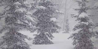 雪花飘落在森林里