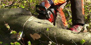 HD:伐木工在砍树