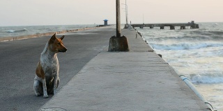 孤独的狗在废弃的桥上。