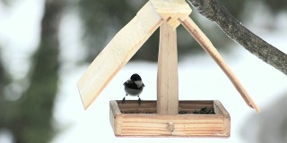 小鸟在小木屋里觅食