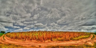农场玉米时间流逝(HDR)