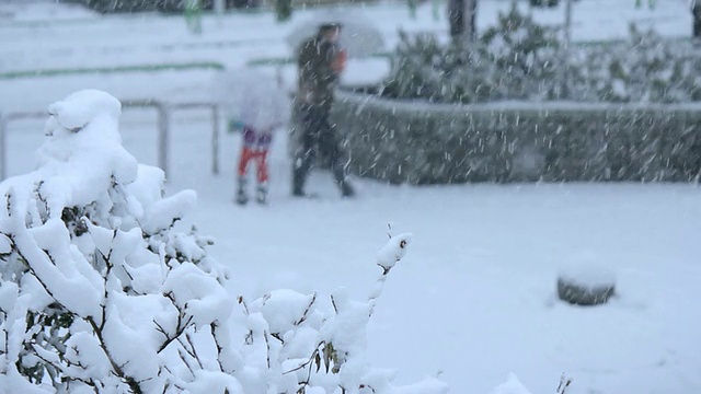 雪覆盖了公园。日本东京