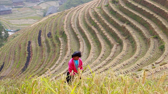 瑶族农民在他的稻田里工作