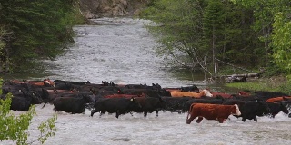 牧童在河边放牛