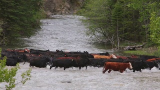 牧童在河边放牛视频素材模板下载