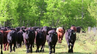 牛群在田间奔跑视频素材模板下载