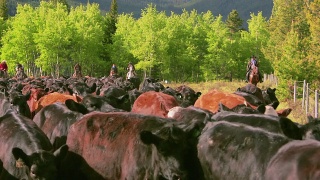牛仔们在田野里放牛视频素材模板下载