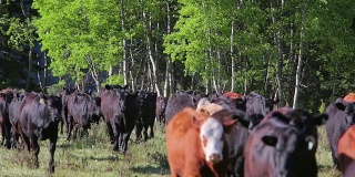 牛群在田间奔跑