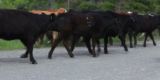 Herd of cattle following cowboys and cowgirls