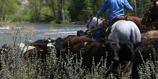 牛仔和女牛仔骑在马背上放牛过河