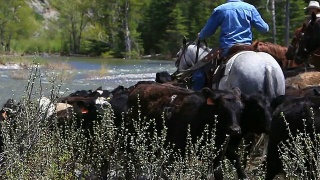 牛仔和女牛仔骑在马背上放牛过河视频素材模板下载