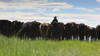 女牛仔放牧牛视频素材模板下载