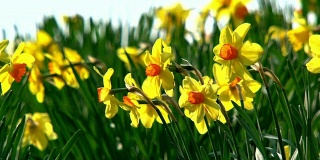 Daffodil_flowers