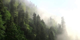 HD: Ayder高原，森林和雾，**时间流逝**，Rize，土耳其