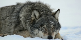 睡觉的狼