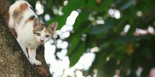 困在树上的猫，宠物救援