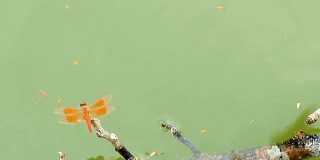 美丽的蜻蜓。