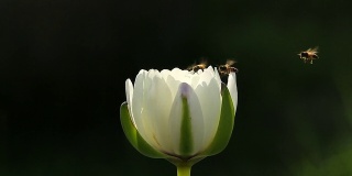 白莲与蜜蜂