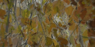 桦树树叶模糊:白霜-过渡
