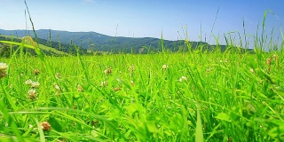 绿色meadow-dolly拍摄