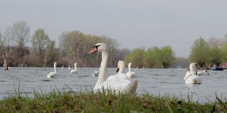 wild swans in springtime