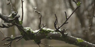 高清超级慢动作:雪花覆盖树