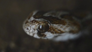 毒蛇的蛇视频素材模板下载