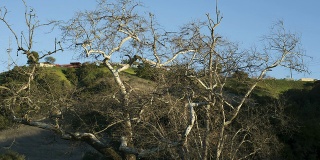 光秃秃的树顶和山坡，被封锁了。
