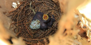 刚出生的小鸟。