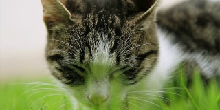 高清:小猫睡在草地上
