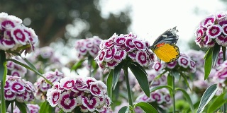 蝴蝶从紫色和白色的花朵上吃蜂蜜